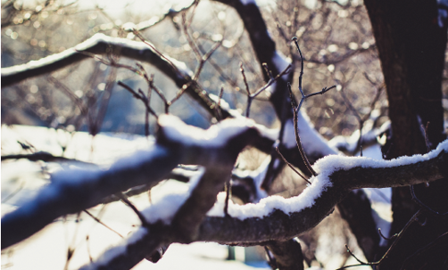 branches with snow on them