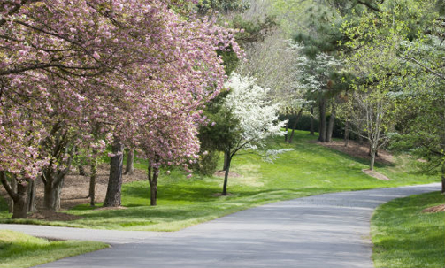 trees