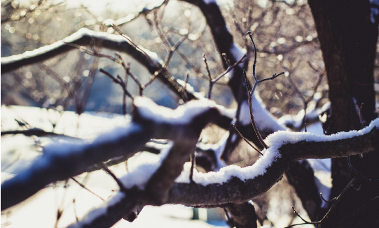 branches with snow on them